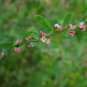  Common Knotgrass Herb Powder.Extract