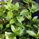 Peppermint Powder Extract--Powder Extracted from Peppermint