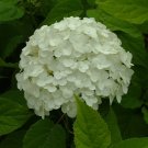 Hydrangea Herbal Extracts
