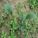 Plantain Herbal Extract