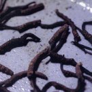 Cordyceps Sinensis