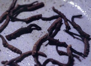 Cordyceps Sinensis