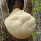 Monkeyhead Mushroom Extract Powder