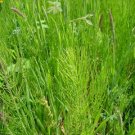 Horsetail Extract Powder