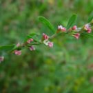 Common Knotgrass Herb Extract/Polygonum aviculare/Extract Ratio:10:1