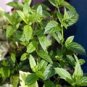 Peppermint Extract/Mentha haplocalyx Briq./Extract Ratio 5:1