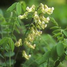 Sophora subprostrata Extrat /Herbal Extract