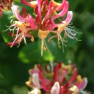 Honeysuckle Bud and Flower Extract/Herbal Extract Seller