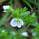 Gynostemma Extract/Gypenosides 20%-80% UV