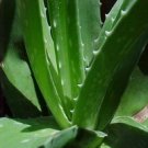 Aloe Vera Extract/Aloe barbade/Extract Ratio:50:1