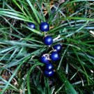  ophiopogonis Extract-