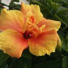 Hibiscus Extract/Hibiscus sabdariffa/Extract Ratio:5:1