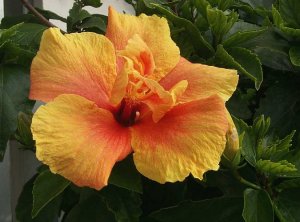 Hibiscus Extract/Hibiscus sabdariffa/Extract Ratio:5:1