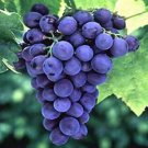 Grape seed P.E Vitis vinifera L. P.E.procyanidins 5%-98%