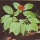 Ginseng Extract Powder  Panax ginseng CA Mey. P.E.