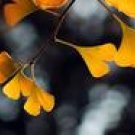 Ginkgo biloba L. Total Flavonoids Ginkgolic Acid