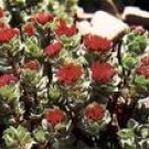 Rhodiola Rosea Extract Powder Salidrosides