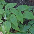 Epimedium Sagittatum Maxim P.E.