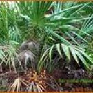 Saw Palmetto Berry Extract Powder Total Fatty Acids