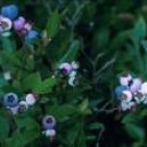 Bilberry Extract Powder Vaccinium myrtillus P.E.Anthocyanidins
