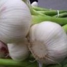 Garlic extract P.E  Allium sativum Powder Extract Allicin