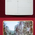 Highway to Tepic San Blas Nay Mexico Car Photo View Old VINTAGE POSTCARD PC