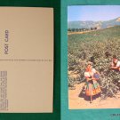 ITALIAN SWISS COLONY WINE VINEYARD SONOMA CA OLD PC