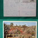 CACTUS GARDEN SAN MARINO CA OLD 1964 VINTAGE POSTCARD