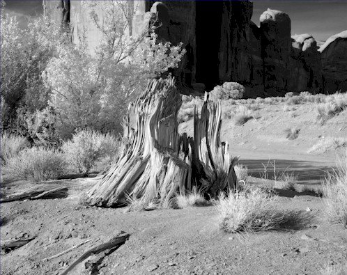 Black and White Photo 8X10 Lonely Tree Stump Monument Valley