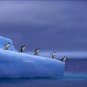 Gentoo Penguin on Iceberg 20X30 Poster Art Print
