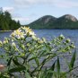 Acadia National Park Jordan Pond 11x14 Photograph