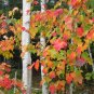 Acadia National Park Fall Colors 12x16 Canvas