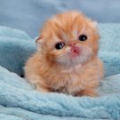 Kitty Engraving!!!