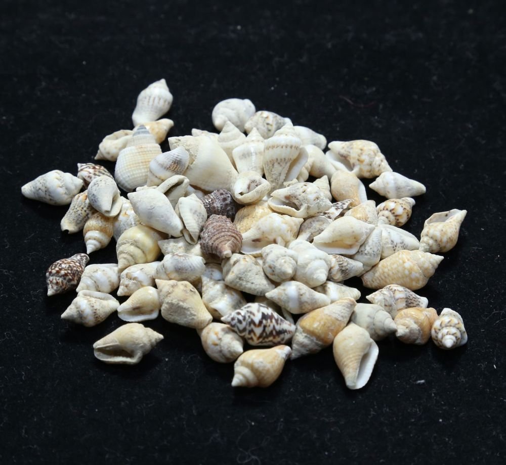 Natural Beach Shells - Home Decor Seashells Wedding Display Craft Aquarium Sea E - Foto 4