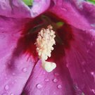 Painted Lily 6905