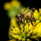 The Bee