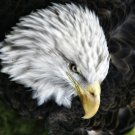Bald Eagle Close