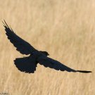 The Crow