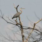 Lone Heron