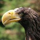 Sea Eagle