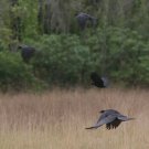 The Soaring Crows