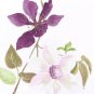 Rare Yves Delorme Clematis 2 Standard Shams Cases 20x30" Flowers White Amethyst Purple Violet