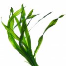 Bladderwrack oil 50ml Bladderwrack oil 50ml