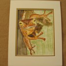 Frog on tree Watercolor