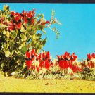 A1755 Flowers Sturt's desert Pea Australia postcard