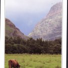 A1551APSLC UK Highland Cow Glencoe Scotland postcard