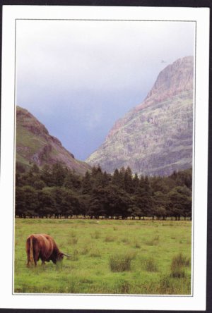 A1551APSLC UK Highland Cow Glencoe Scotland postcard