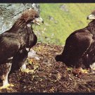 A5484APS Animals Golden Eagles Scotland Bird postcard