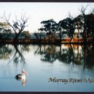 A1350pac Australia SA Pelicans on River Murray postcard
