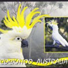 A2414APSLC Australia Sulphur Crest Cockatoo postcard